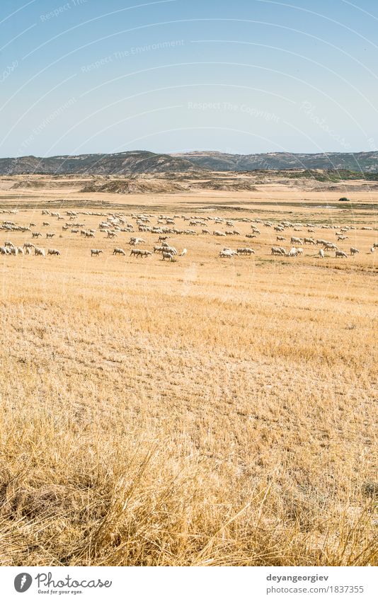 Sheep on pasture Summer Snow Mountain Group Nature Landscape Animal Sky Grass Meadow Natural Yellow Green White Pasture field dry flock Farm Rural Agriculture