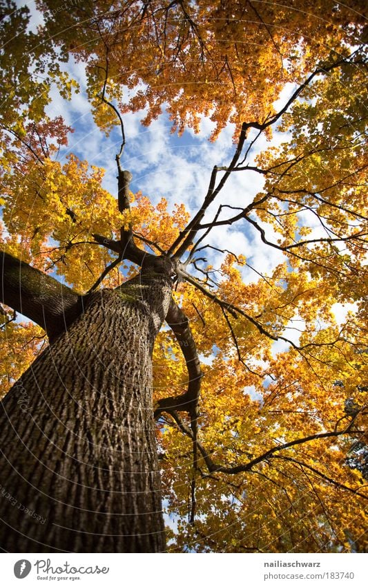 autumn colours Colour photo Multicoloured Exterior shot Structures and shapes Deserted Day Light Shadow Contrast Sunlight Worm's-eye view Environment Nature