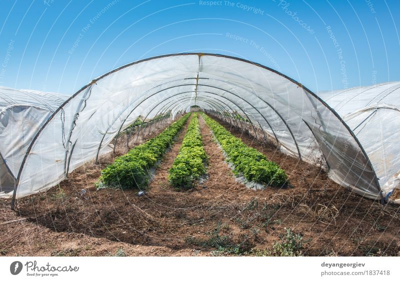 Strawberries in green house. Fruit House (Residential Structure) Garden Nature Plant Tree Leaf Growth Fresh Green Red Strawberry Farm agriculture Greenhouse