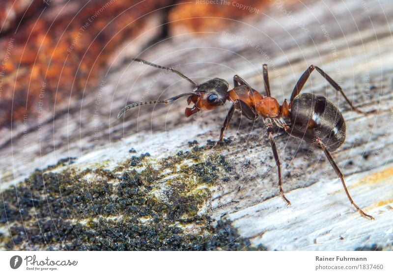 a red wood ant running along a tree trunk Nature Animal "Insect Waldameise Ant" 1 Threat Small Cute Diligent Disciplined Endurance Unwavering Orderliness