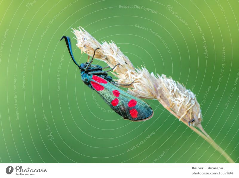 a six-spot ram sitting on a blade of grass Nature Animal Meadow Wild animal Butterfly "Sechsfleck-Widderchen Burnet Blood droplets." 1 Natural Beautiful