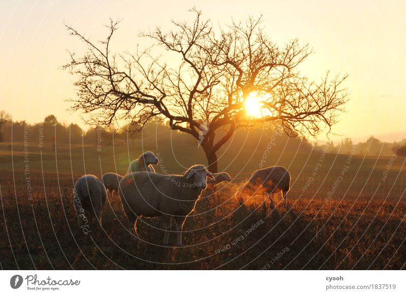 sheep idyll Nature Landscape Meadow Farm animal Herd Breathe Illuminate Dark Natural Soft Contentment Joie de vivre (Vitality) Loneliness Energy Freedom