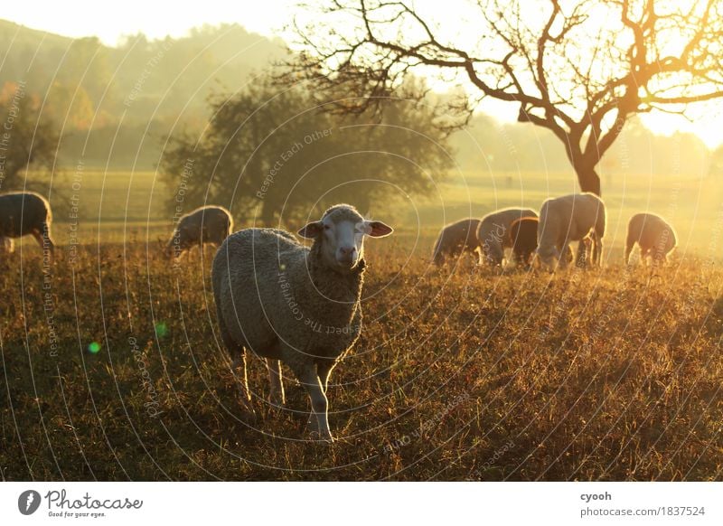 The courageous dares to... Nature Landscape Meadow To feed Illuminate Looking Free Fresh Healthy Soft Happy Contentment Joie de vivre (Vitality) Peace Idyll