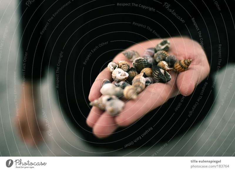 a handful ... Colour photo Exterior shot Copy Space left Copy Space top Neutral Background Evening Shallow depth of field Front view Relaxation Trip Beach