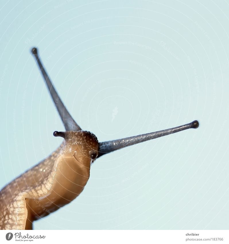 take bearing Close-up Macro (Extreme close-up) Neutral Background Shallow depth of field Looking into the camera Nature Landscape Sky Snail Feeler 1 Animal