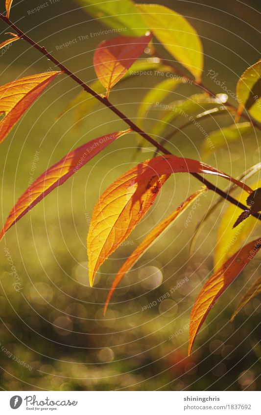 Autumn (t) Nature Sun Beautiful weather Plant Bushes Leaf Garden Illuminate Green Orange Warmth Moody Colour photo Exterior shot Close-up Deserted