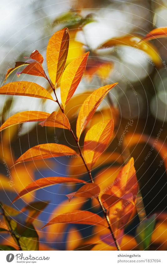 autumn style Nature Autumn Beautiful weather Plant Bushes Leaf Garden Illuminate Warmth Orange Colour photo Exterior shot Deserted Day Sunlight