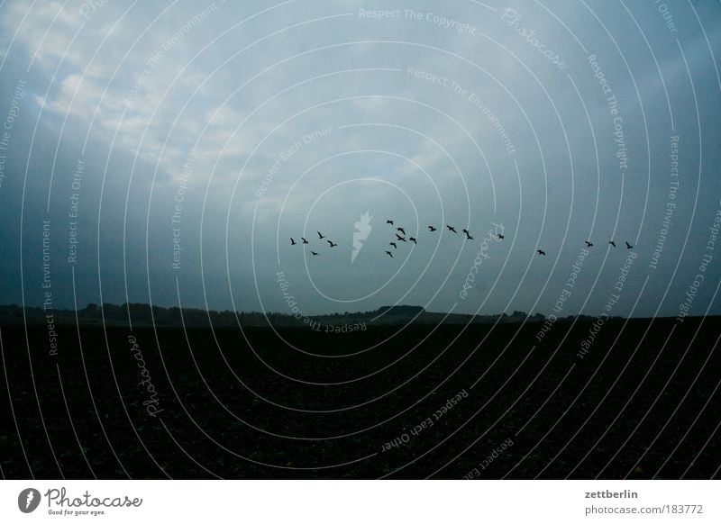 flying mountain Field Agriculture Autumn November Bird Wild goose Migratory bird Flying Aviation departure Twilight Evening Clouds Cloud cover Gloomy Sadness