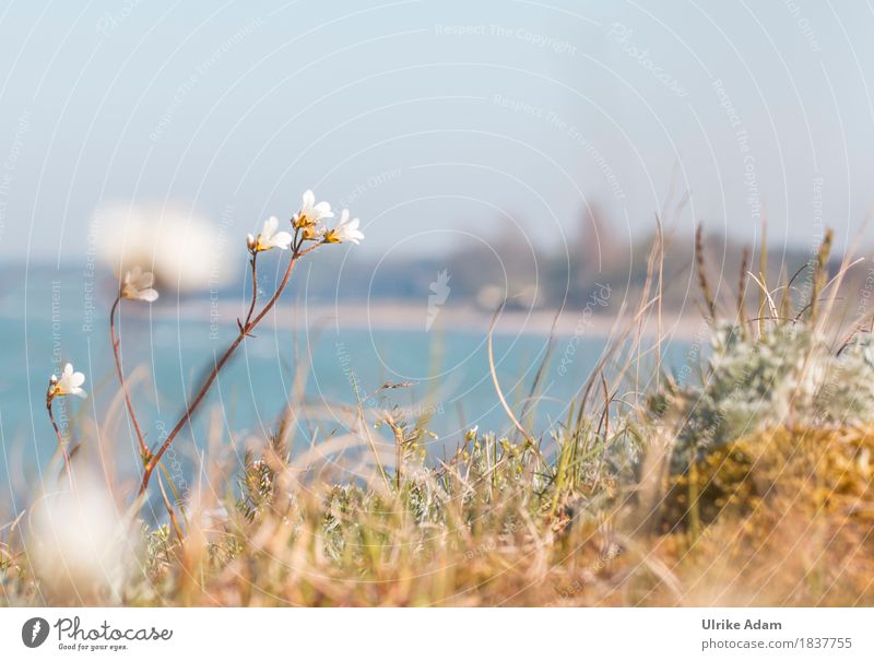 Island of Mön - Denmark - Baltic Sea Environment Nature Landscape Plant Earth Water Cloudless sky Horizon Sunlight Spring Beautiful weather Flower Blossom