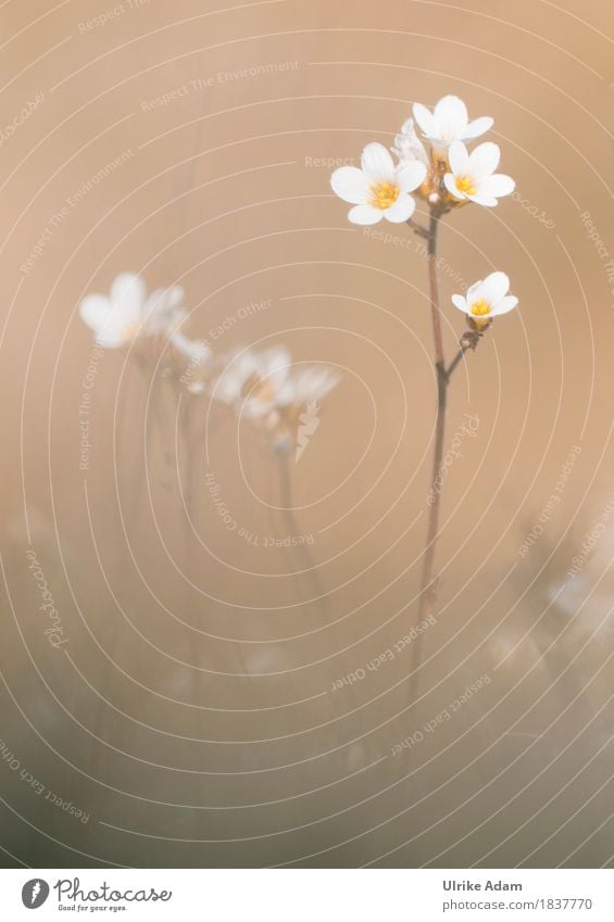 Saxifraga granulata (Saxifraga saxifrage) - Island of Mön Elegant Style Design Interior design Decoration Wallpaper Image Canvas Poster Nature Plant Spring