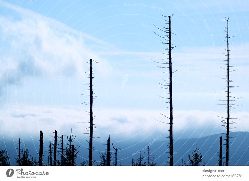 phoenix Colour photo Exterior shot Deserted Copy Space left Copy Space top Twilight Environment Nature Plant Tree Tree bark Forest Beetle Bark-beetle Pests Hope