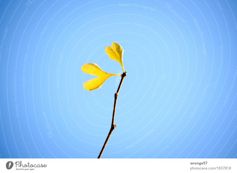 The steadfast Plant Autumn Tree Leaf Ginko Healthy Natural Blue Brown Yellow Gold Autumn leaves Autumnal colours Sky Sky blue Blue sky Cloudless sky Vignetting