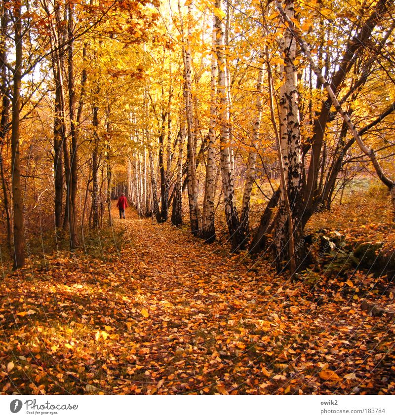 In the autumn Colour photo Multicoloured Exterior shot Copy Space bottom Day Light Shadow Contrast Sunlight Rear view Human being Woman Adults Partner 1 Nature