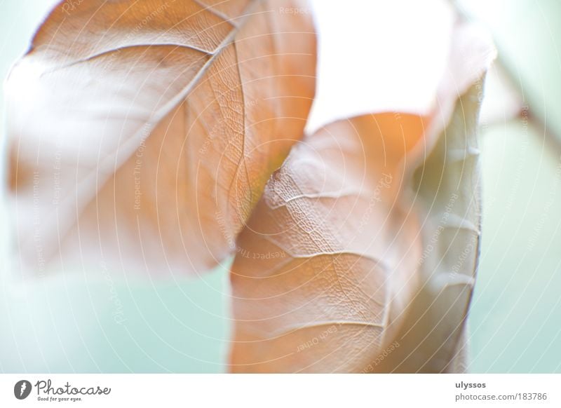 autumn leaves Colour photo Macro (Extreme close-up) Abstract Structures and shapes Deserted Neutral Background High-key Blur Autumn Plant Leaf Brown Green White