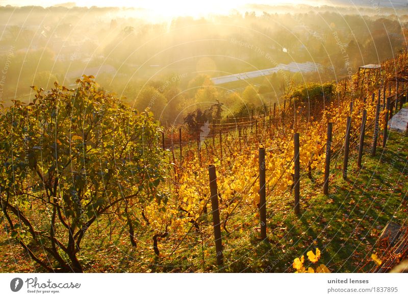 DR# Pillnitz II Art Work of art Esthetic Landscape Land Feature Vineyard Fog Shroud of fog Fog bank Wall of fog Cloud forest Sea of fog Misty atmosphere