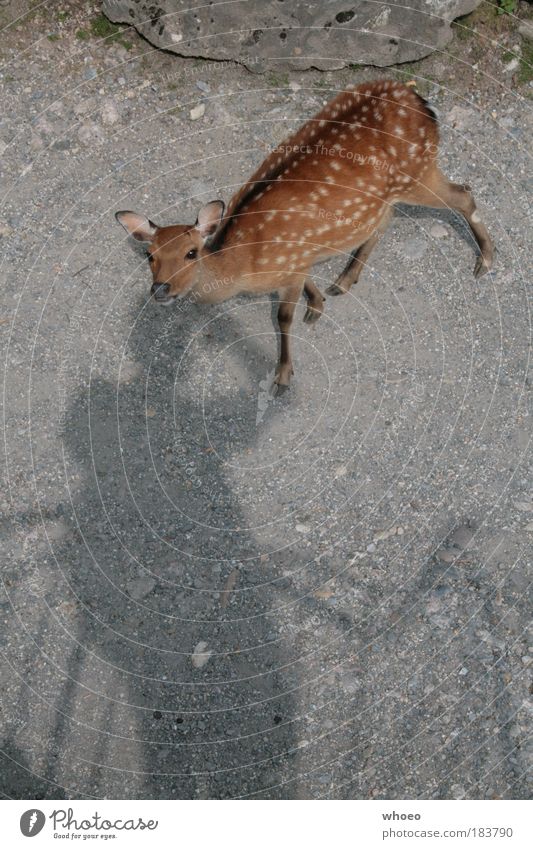 reh Colour photo Exterior shot Shadow Silhouette Sunlight Bird's-eye view Looking Looking into the camera 1 Human being Nature Animal Earth Park Rock