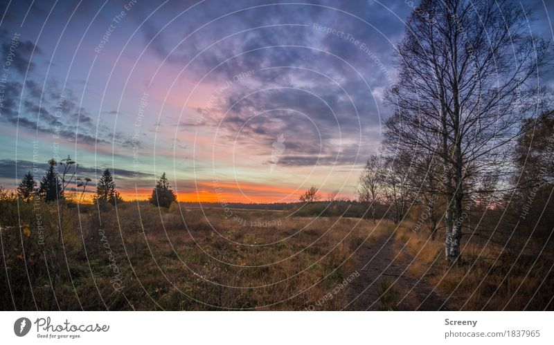 twilight Vacation & Travel Tourism Trip Adventure Nature Landscape Plant Sky Clouds Sunrise Sunset Autumn Beautiful weather Tree Grass Bushes Moss Bog Marsh