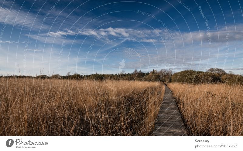 This way to autumn... Vacation & Travel Tourism Trip Nature Landscape Plant Sky Clouds Autumn Beautiful weather Tree Grass Bushes Bog Marsh Eifel High venn