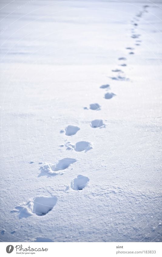 fresh snow Colour photo Exterior shot Copy Space left Copy Space top Day Winter Snow Nature Sunlight Weather Beautiful weather Going Walking Dream Hiking Cold