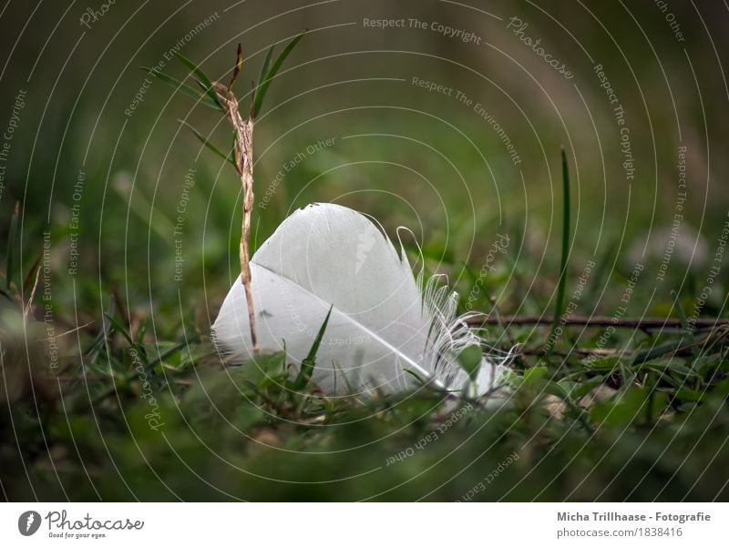 Bird feather in the grass Nature Plant Animal Grass Foliage plant Meadow Feather Flying Esthetic Elegant Small Near Natural Soft Yellow Green White Emotions