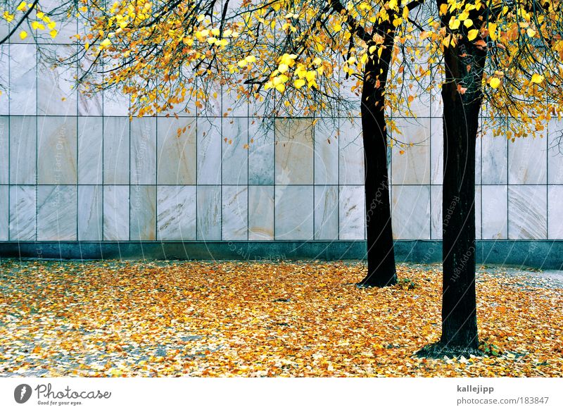 golden years Colour photo Multicoloured Deserted Day Contrast Autumn Climate Weather Tree Leaf Park Facade Change Stone slab Deciduous tree Slippery surface