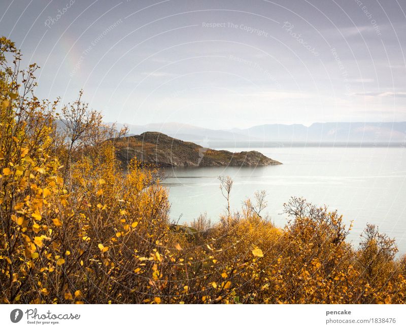 Silence is golden Nature Landscape Autumn Forest Hill Mountain Fjord Idyll Norway Skerry Autumnal colours Rainbow Fog Calm Gold Autumn leaves Colour photo