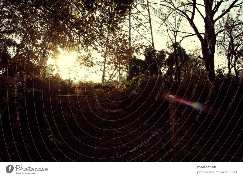 no wild things Colour photo Subdued colour Exterior shot Evening Twilight Contrast Silhouette Sunlight Sunbeam Back-light Environment Nature Landscape Plant