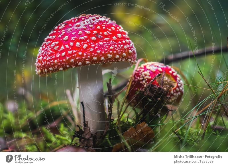 Fly agaric - Duo Environment Nature Plant Sunlight Autumn Grass Moss Wild plant Mushroom Amanita mushroom Mushroom cap Meadow Forest Illuminate Growth Esthetic