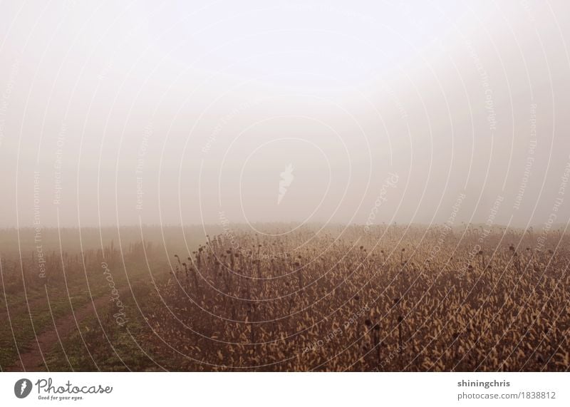 fog fields Nature Landscape Autumn Bad weather Fog Grass Field Cold Calm Longing Expressionless Spooky Subdued colour Exterior shot Deserted Copy Space top