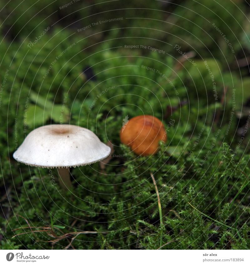 best friends ever Nature Plant Animal Autumn Moss Mushroom Beautiful Brown Green White Acceptance Attachment 2 In pairs Colour photo Exterior shot Close-up