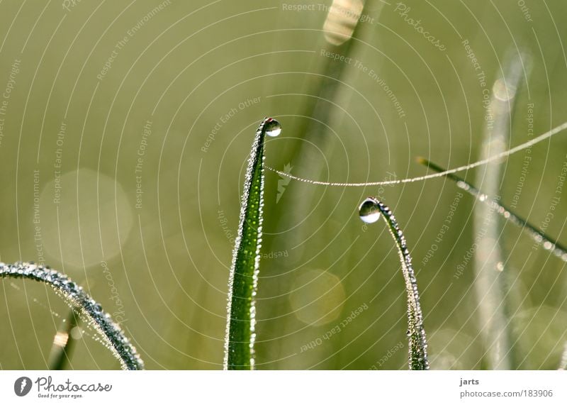 The origin of all things is small. Colour photo Exterior shot Close-up Detail Macro (Extreme close-up) Deserted Copy Space left Copy Space top Morning Dawn