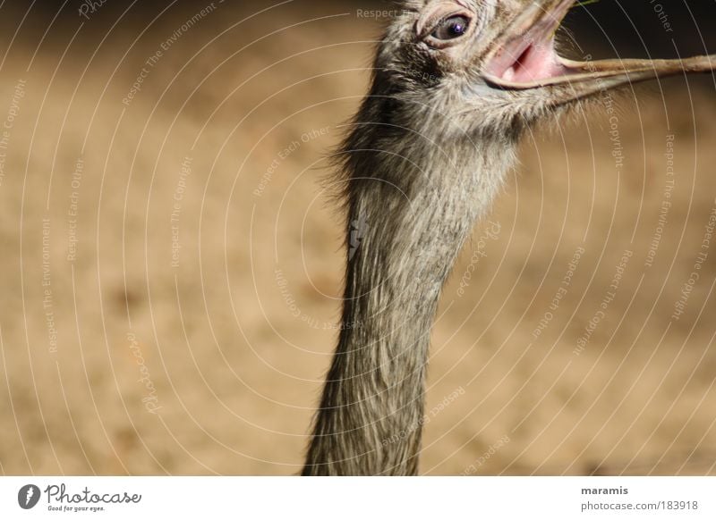 Again Colour photo Exterior shot Day Light Motion blur Central perspective Animal portrait Looking into the camera Nature Summer Wild animal Bird Animal face