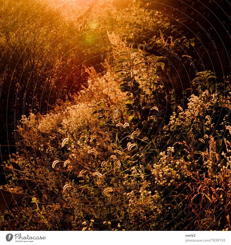 late summer shimmering Environment Nature Landscape Plant Summer Climate Beautiful weather Warmth Bushes Leaf Foliage plant Wild plant Park Meadow Forest Idyll