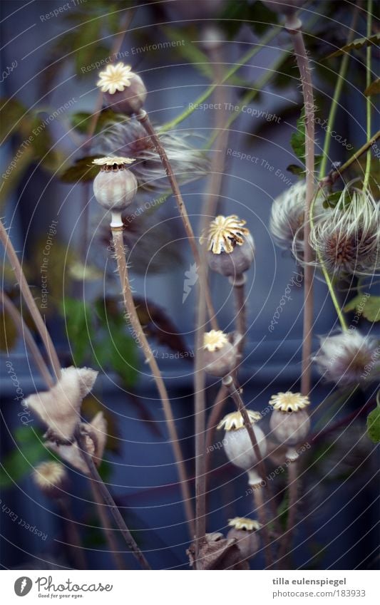 at the request of a single gentleman. Colour photo Exterior shot Deserted Copy Space bottom Day Shallow depth of field Plant Autumn Faded To dry up Natural