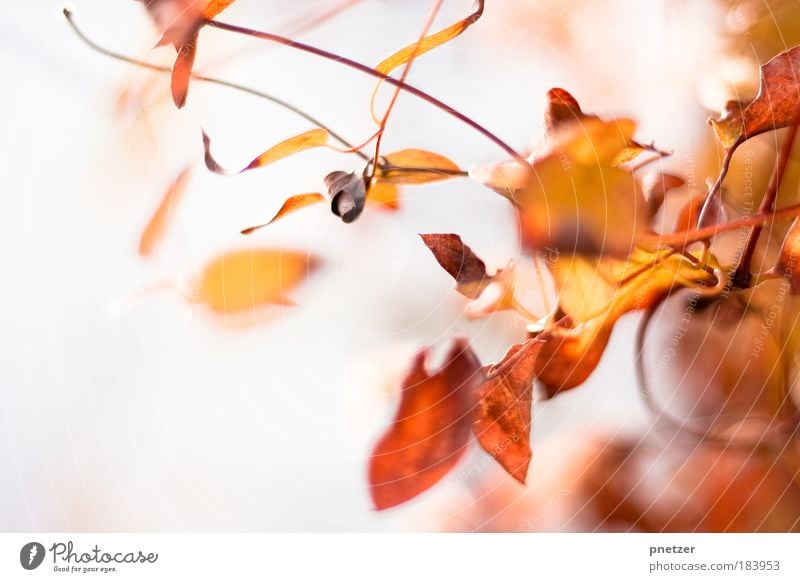 autumn colours Colour photo Copy Space left Day Shallow depth of field Environment Nature Landscape Autumn Weather Plant Tree Leaf Park Friendliness Happiness