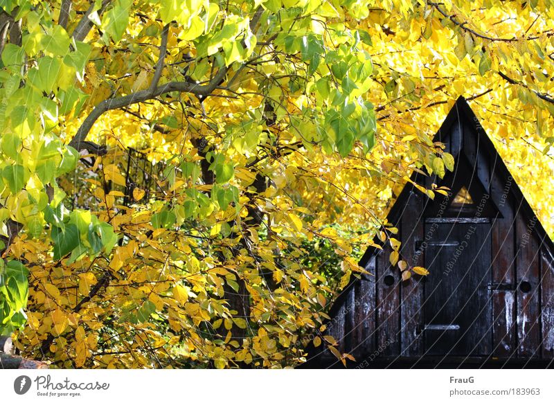 Fin hut in yellow Colour photo Exterior shot Day Flash photo Autumn Beautiful weather Tree Garden Hut Safety (feeling of) Calm Relaxation Peace Nature