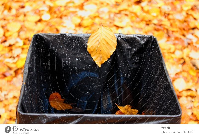 Falling down Deserted Nature Water Autumn Leaf Happiness Brown Yellow Black mischievous Gale Drops of water Wet Trash container Illuminate