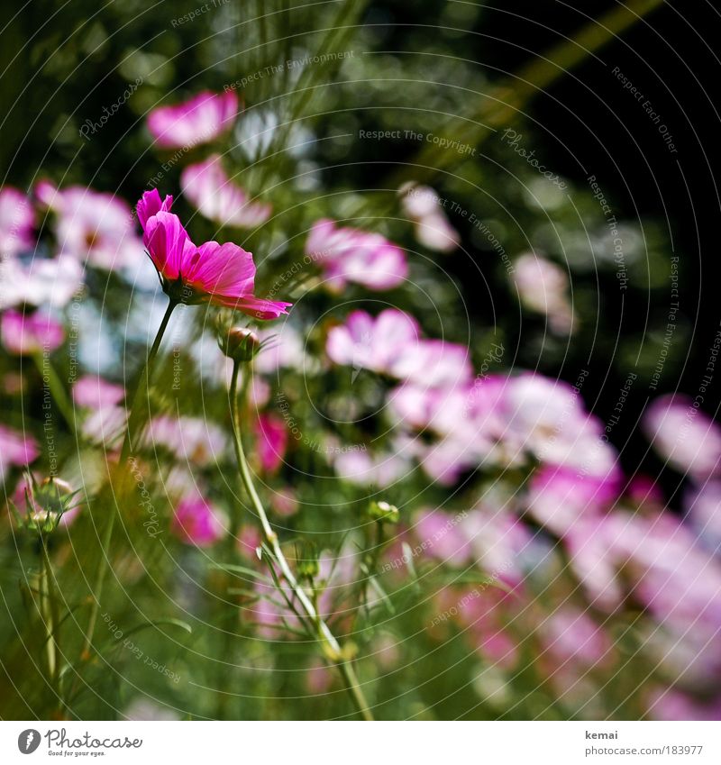 Back in the summer when it was 30 degrees. Summer Environment Nature Plant Beautiful weather Flower Blossom Bud Park Esthetic Green Pink Spring fever Elegant