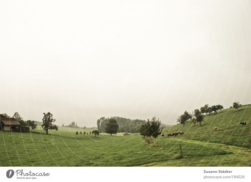 guest of Heidi Nature Sky Summer Bad weather Meadow Field Hill Mountain Farm animal Cow Horse Group of animals Herd Pack Hunting Rain Lake Constance Lindau Tree