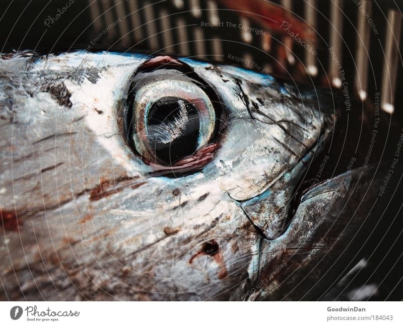 Appreciation of a soul Tuna fish Crate Authentic Glittering Large Cold Wet Colour photo Exterior shot Close-up Deserted Day Dead animal Fish eyes