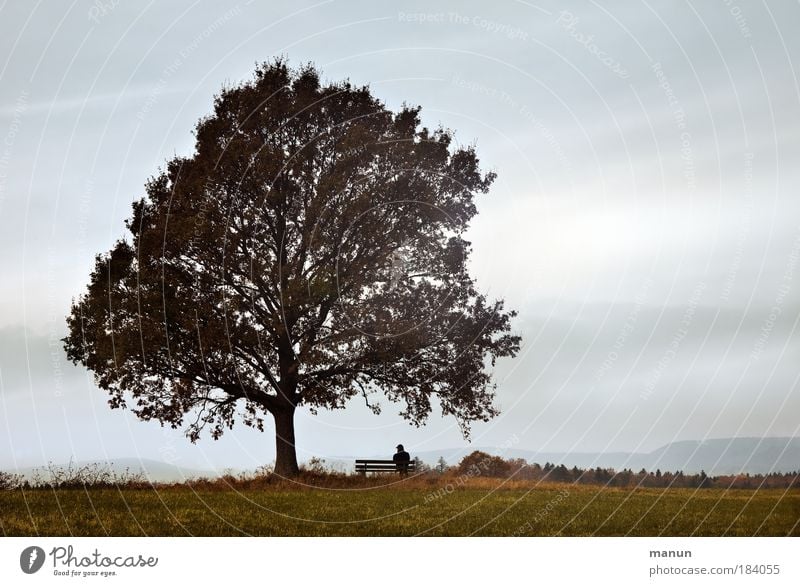 rest day Well-being Senses Relaxation Calm Man Adults 1 Human being Nature Landscape Autumn Fog Tree Meadow Hill Contentment Loneliness Peace Serene Horizon