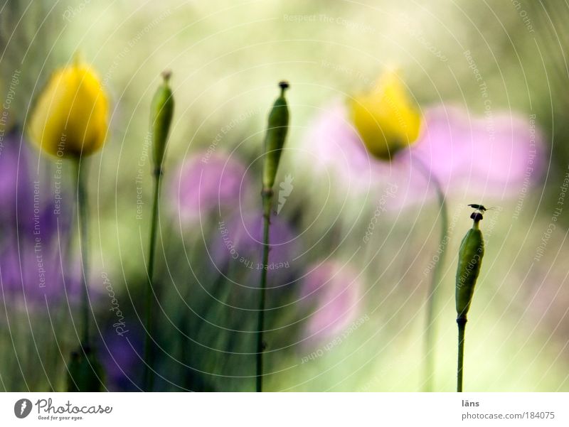 the other day in the garden Colour photo Multicoloured Exterior shot Detail Abstract Deserted Copy Space top Light Shadow Contrast Silhouette Sunlight Blur