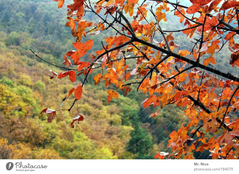 beautiful day Sunlight Environment Nature Landscape Autumn Climate Climate change Weather Tree Forest Hill Joie de vivre (Vitality) Beautiful Relaxation Freedom