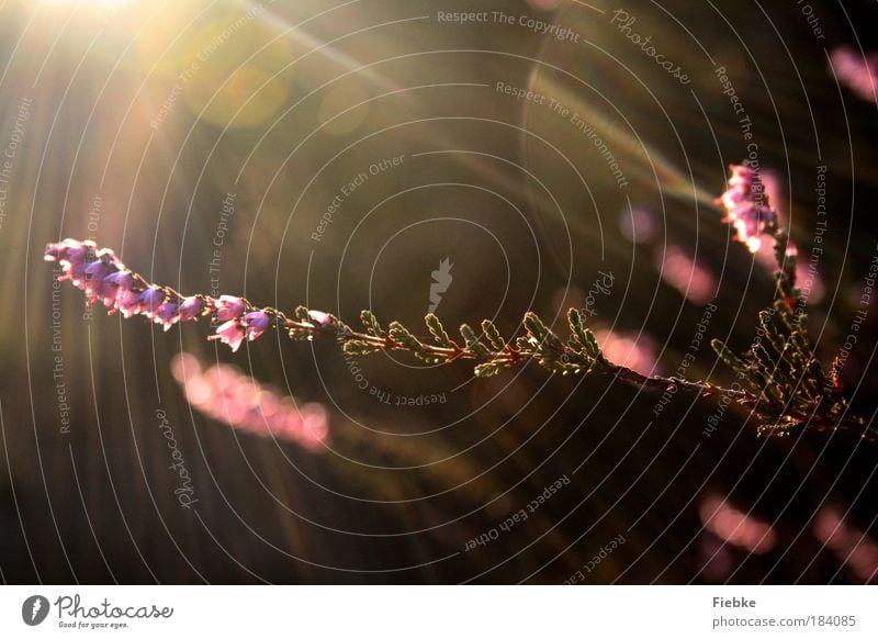 Moments of happiness Colour photo Multicoloured Close-up Detail Copy Space top Copy Space bottom Day Light Contrast Reflection Sunrise Sunset Back-light Blur