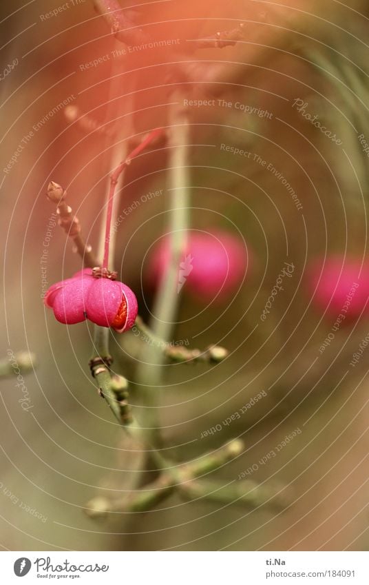 parson's hat Colour photo Exterior shot Close-up Detail Deserted Day Shallow depth of field Environment Nature Landscape Autumn Climate Plant Bushes Wild plant