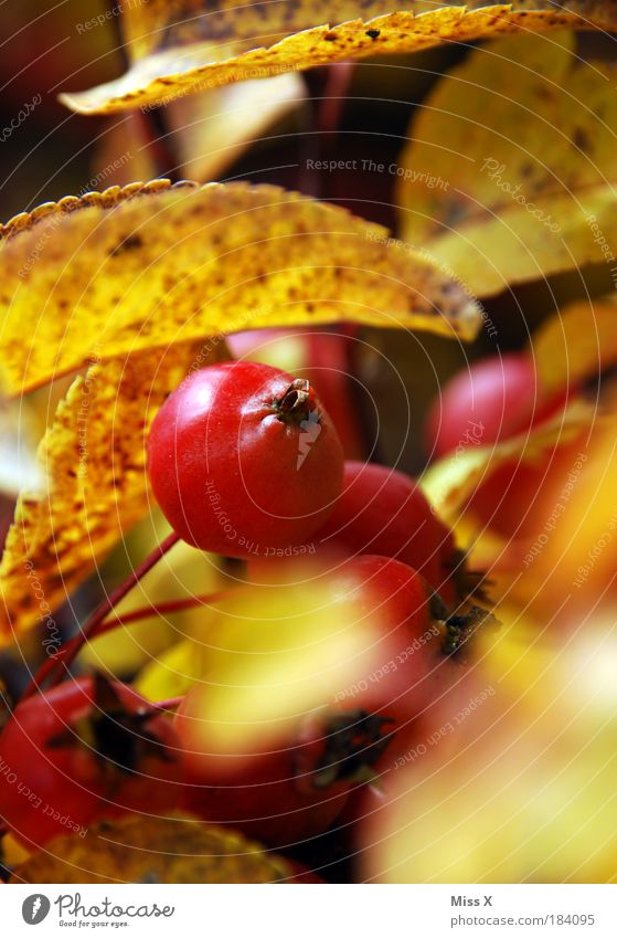 mini apple Colour photo Multicoloured Exterior shot Close-up Detail Deserted Day Twilight Sunlight Sunbeam Shallow depth of field Food Fruit Nutrition Nature