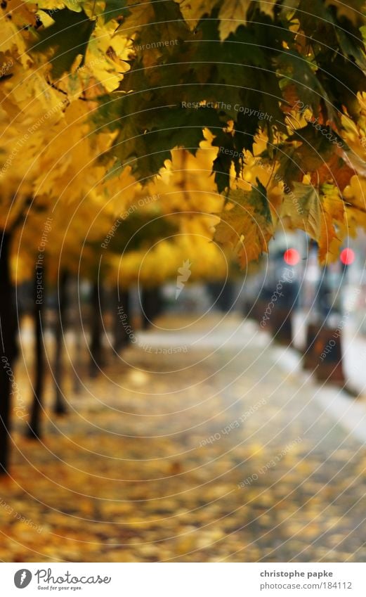 Berlin Late Autumn (2009) Bad weather Tree Leaf Capital city Deserted Gendarmenmarkt Lanes & trails Old To dry up Wet Yellow Colour photo Exterior shot