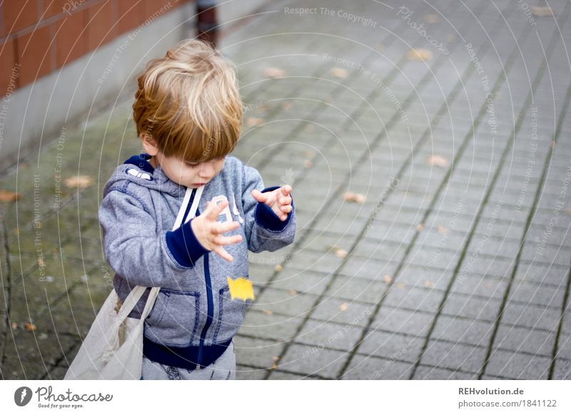 oops Human being Masculine Child Toddler Boy (child) 1 1 - 3 years Autumn Leaf Sweater Discover To fall Playing Authentic Small Natural Curiosity Joy Happy