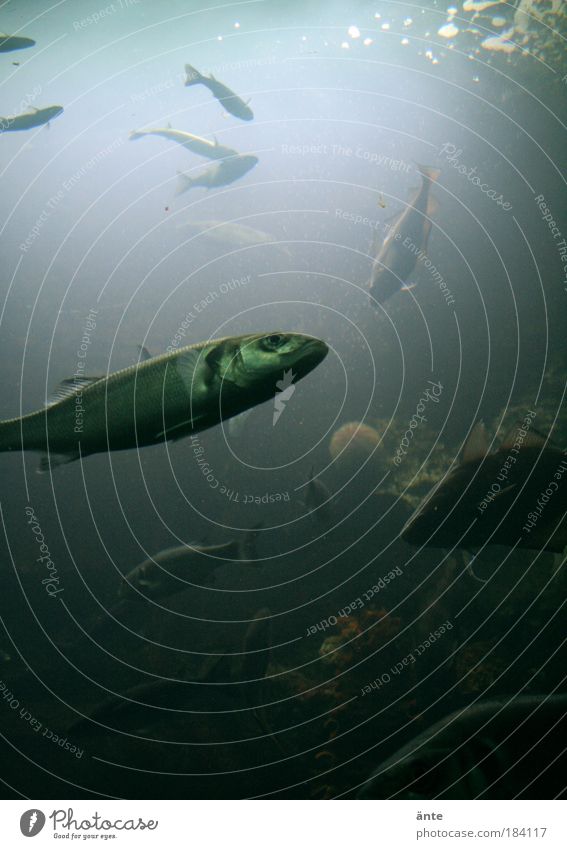 deep blue sea Copy Space bottom Fishing (Angle) Animal Water Flock Dive Blue Nature Aquarium Underwater photo The deep Ocean Marine animal Calm Profound Dark