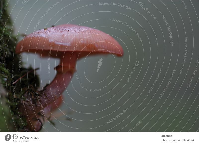 mushrooms also grow ... Environment Nature Plant Autumn Bad weather Mushroom Bog Marsh Rotate Stand Growth Cold Wet Natural Slimy Brown Gray Serene Flexible